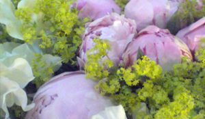 Lucy Walker Flowers