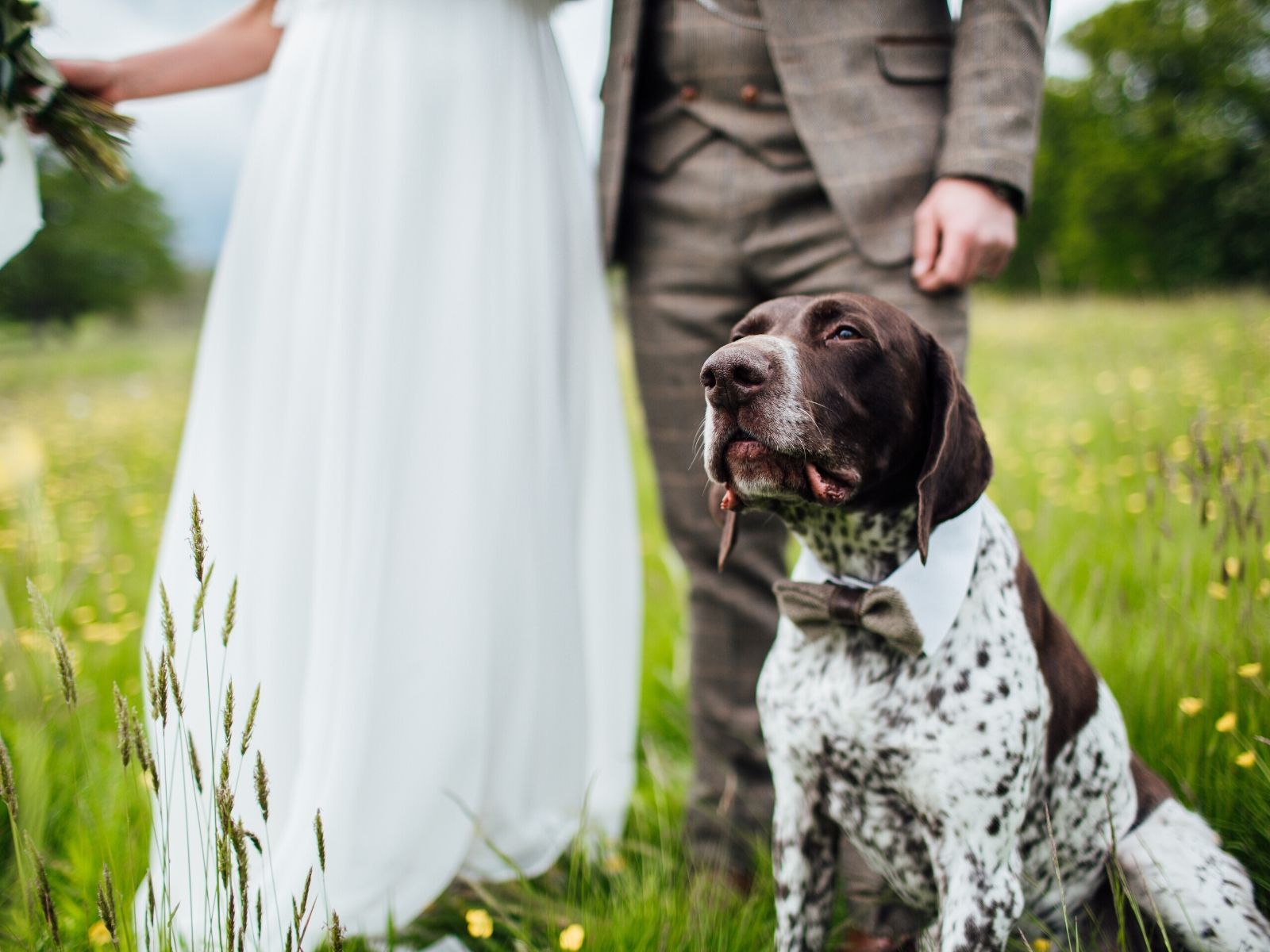 Dog in bowtie at wedding